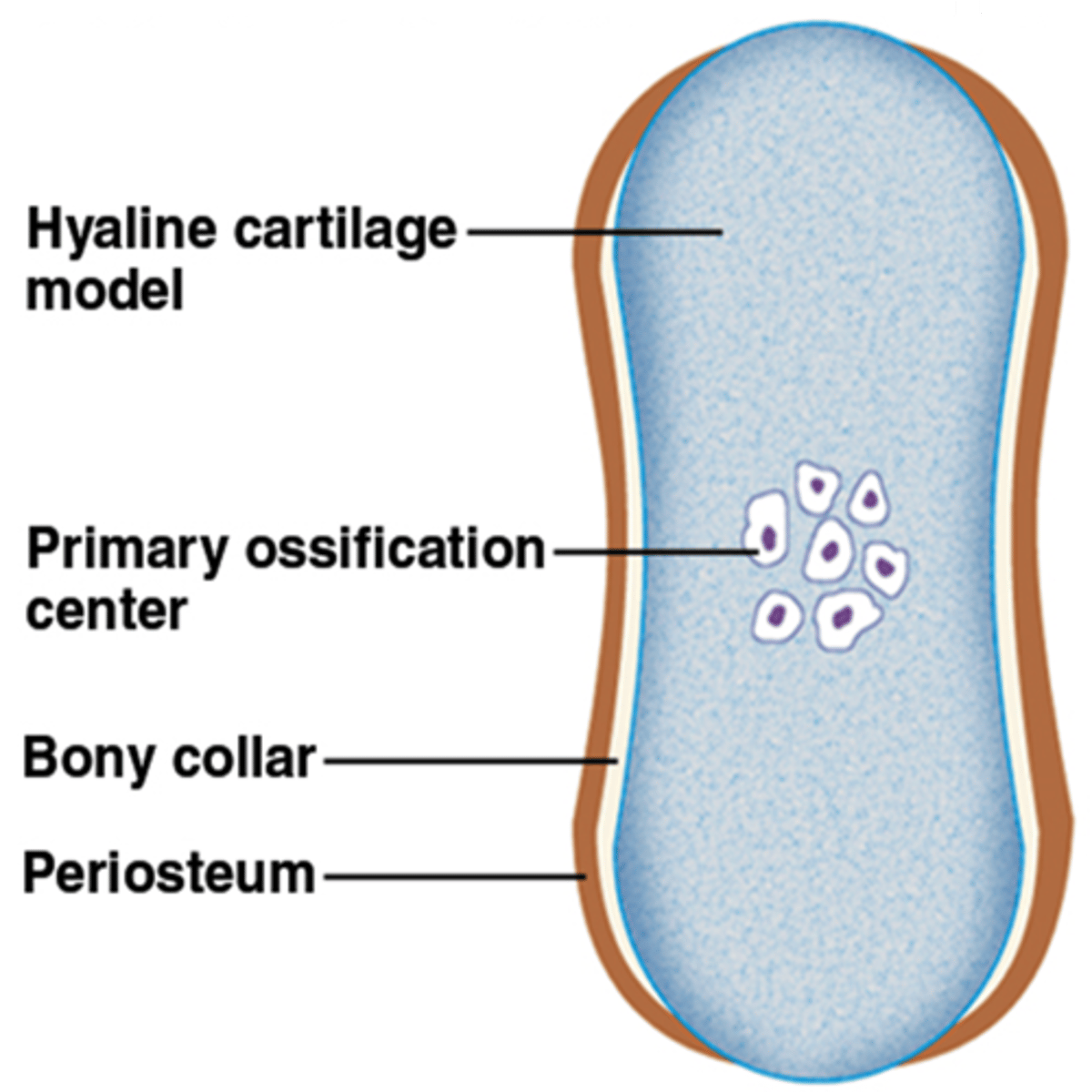 <p>region, deep in the periosteal collar, where bone development starts during endochondral ossification</p>