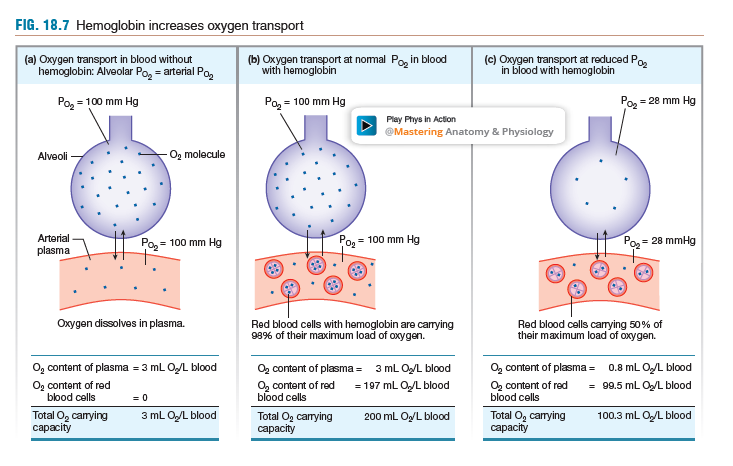 Hemoglobin binds to Oxygen

It increases the ability of blood to carry large amounts of O2
