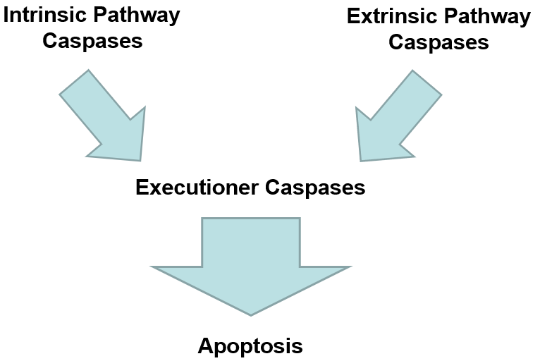 
1. __Initiation__

   
   1. __Intrinsic Pathway__: respond to signals inside cell
   2. __Extrinsic Pathway__: respond to signals outside cell
2. __Execution__

   
   1. both initiation pathways converge here