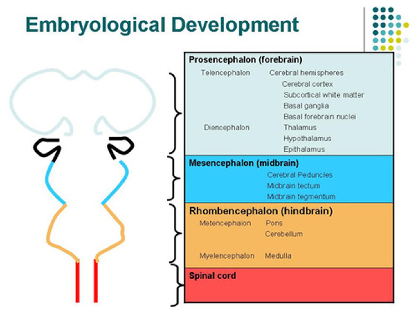 <p>(A) Forebrain --&gt; (2) Prosencephalon</p><p>(B) Midbrain --&gt; (1) Mesencephalon</p><p>(C) Hindbrain --&gt; (3) Rhombencephalon</p>