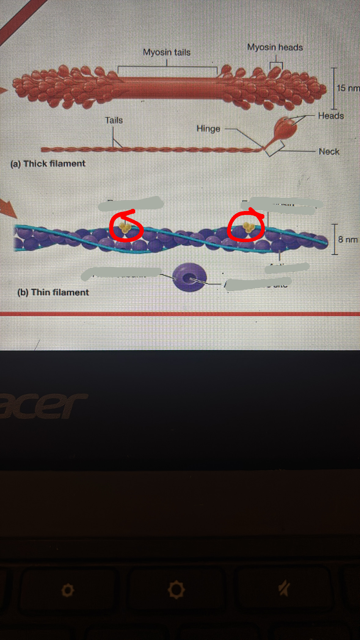 <p>holds tropomyosin in place over the actin active sites</p>