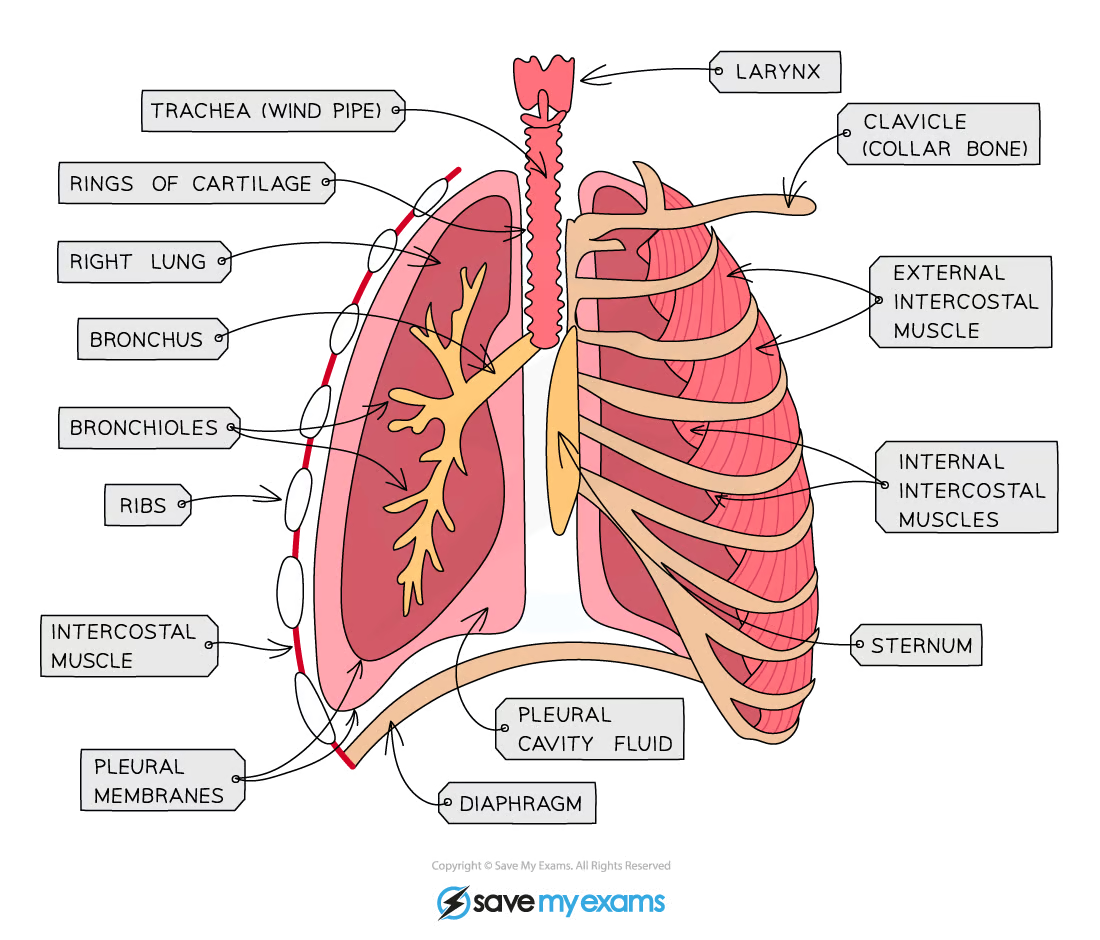 <p>muscles between the ribs which control their movement, causing inhalation and exhalation</p>