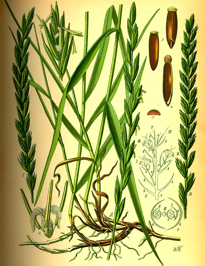 <p>Elymus repens</p>