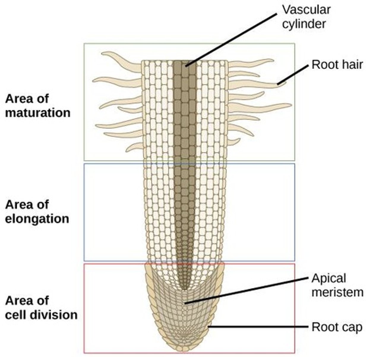 <p>Region of cell division in the root tip where actively dividing cells are found.</p>