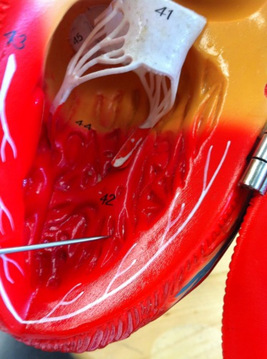 <p>1. papillary muscles</p><p>2. trabeculae carnae (in right ventricle there is a specific special one)</p>