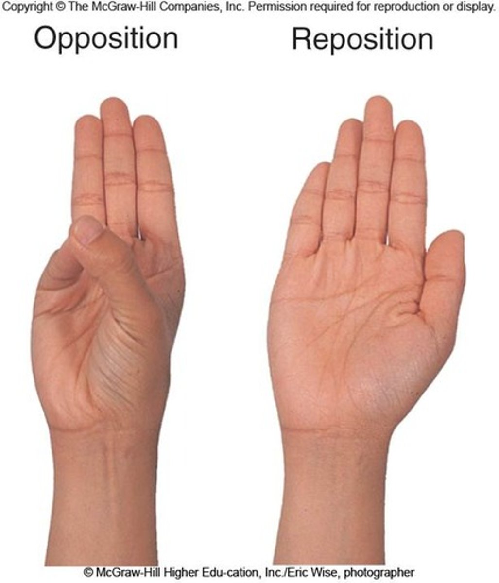 <p>Movement returning thumb to anatomical position. Example: Thumb.</p>