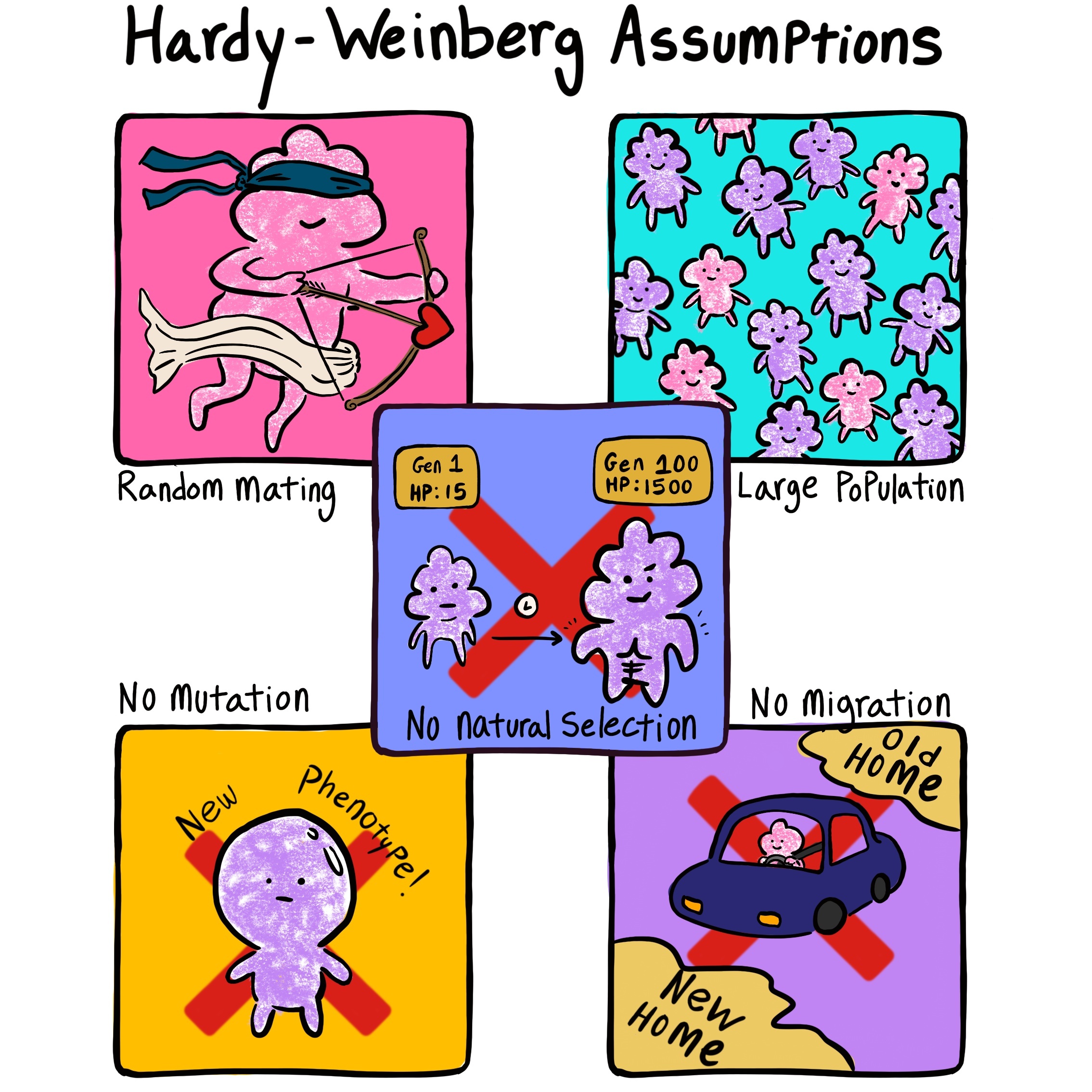 <p>What are the 5 conditions required for an <strong>Hardy-Weinberg equilibrium</strong>?</p>