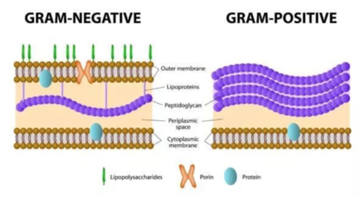 <p>Differentiate between monoderm and diderm prokaryotes.</p>