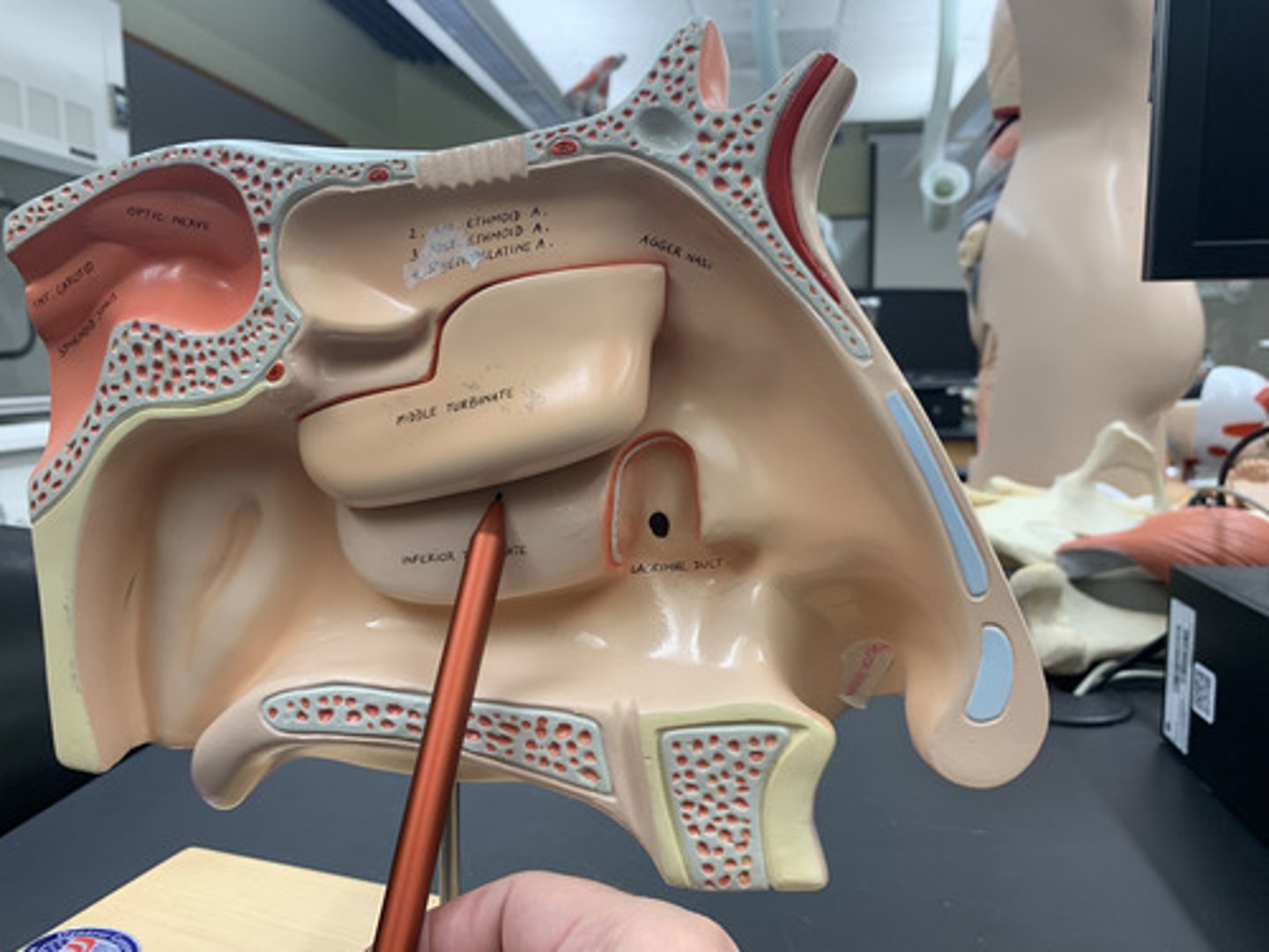 <p>"valley" between lower two conchae</p>