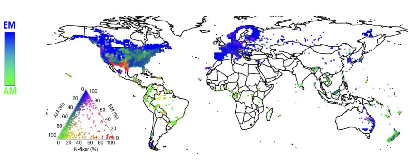 Blue - vast majority of ectomychoriza, and 0% of AM<br />We're interested in AM and EM fungi.<br />Southwestern region, lots of nitrogen fixators, not a big focus.