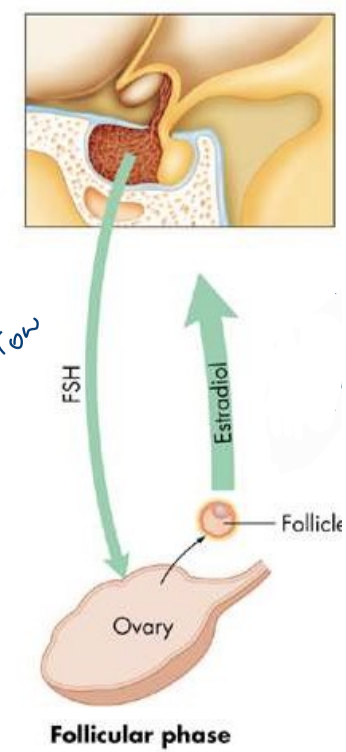 <p>low FSH to ovary, high estradiol from ovary</p>