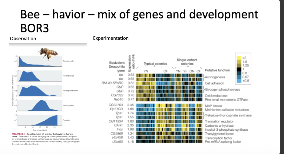 <p>developmental shifts based on environmental cues </p><p>-clown fish</p><p>-bees </p>