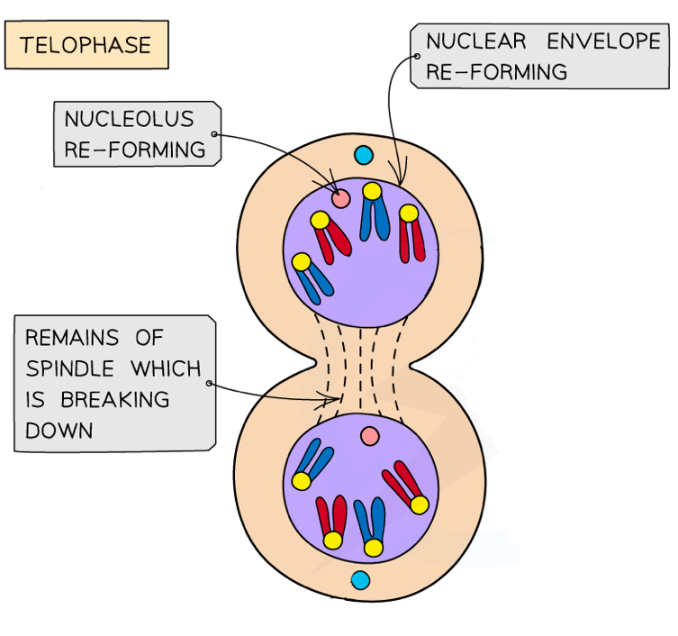 <ul><li><p><strong>Chromosomes </strong>(now made up of only one chromatid again) reach each pole and decondense</p></li><li><p><strong>Nuclear membranes reform</strong> around the groups of chromosomes</p></li><li><p><strong>Nucleoli reform</strong></p></li><li><p><strong>Spindle fibres break down</strong></p></li></ul><img src="https://knowt-user-attachments.s3.amazonaws.com/977f58db-98d7-41cd-a00f-ec83e2d803a4.png" data-width="50%" data-align="left"><p></p>
