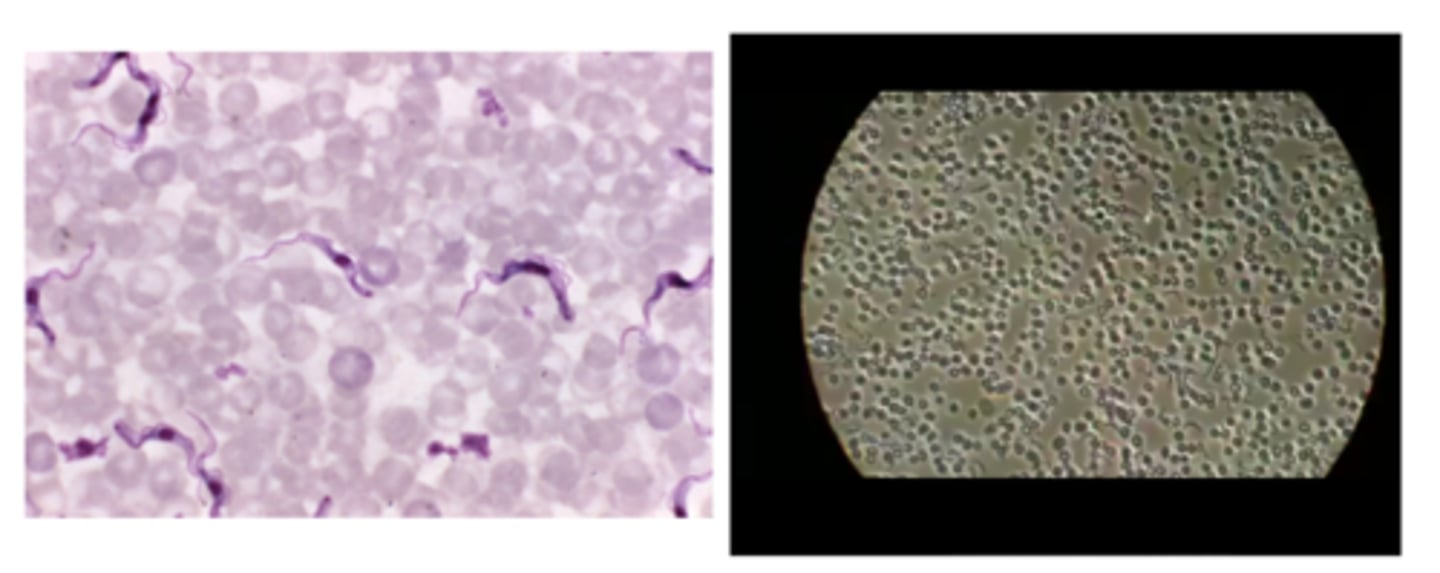 <p>What is the LINEAGE of the organism pictured?</p>