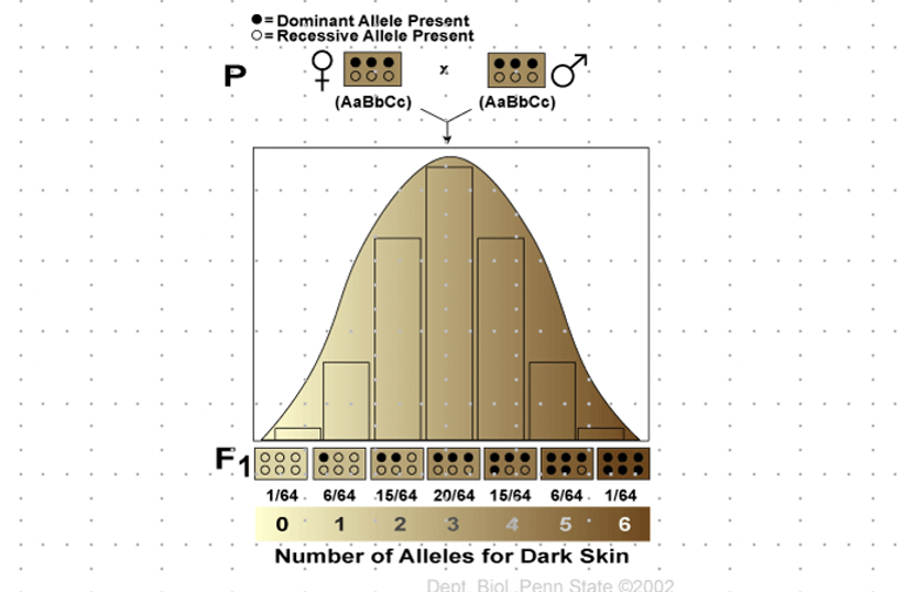 <p>- controlled by 2 or more sets of alleles, each dominant allele codes for a product and effects are additive</p><p>-result is a continuous range of phenotypes, where the distribution resembles a bell curve</p>