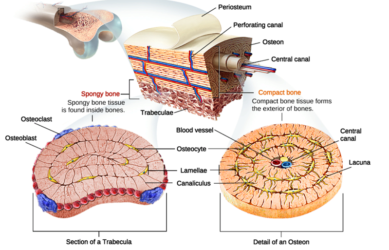 Details of Histology of bones