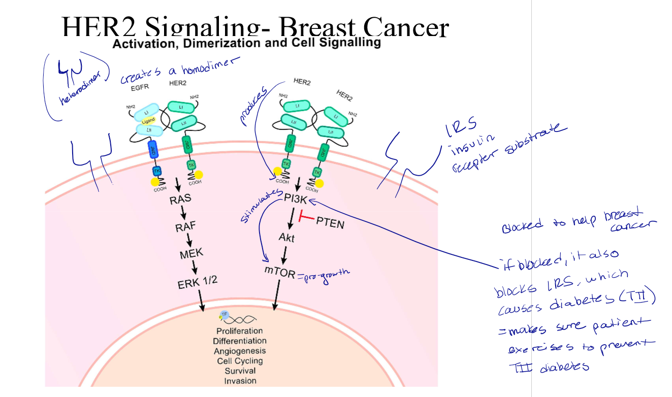 <p>It produces PI3K, which stimulates Akt, then mTOR (=pro-growth), which leads to profileration, differentiation, angiogenesis, cell cycling, survival, and invasion.</p>