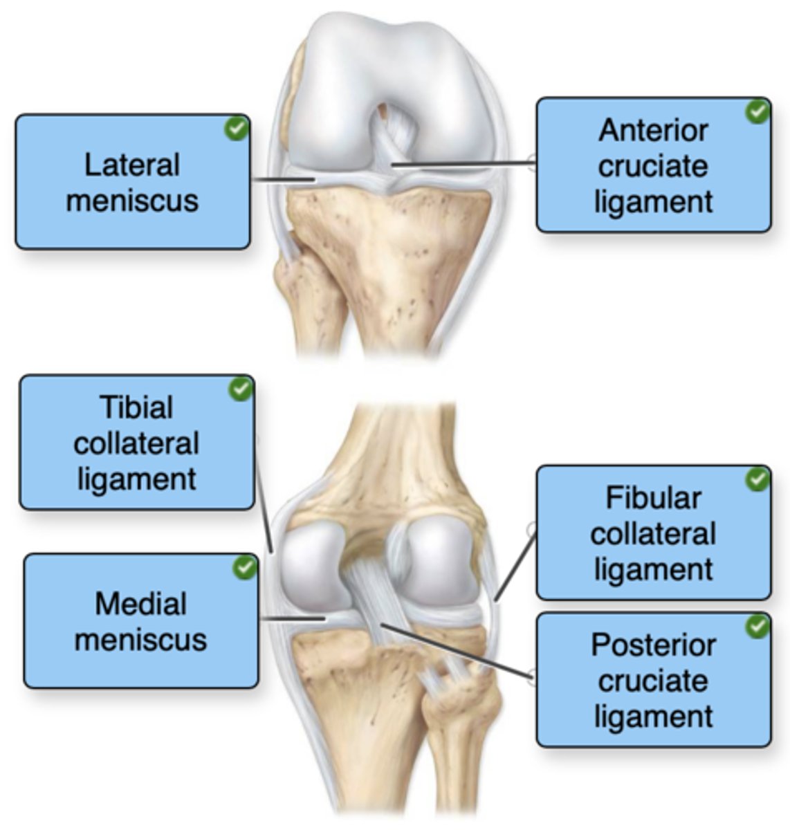 <p>Left, top to bottom:</p><p>Lateral meniscus</p><p>Tibial collateral ligament</p><p>Medial meniscus</p><p>Right, top to bottom:</p><p>Anterior cruciate ligament</p><p>Fibular collateral ligament</p><p>Posterior cruciate ligament</p>