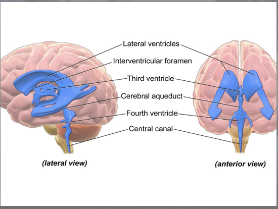 <p>function:</p><ul><li><p>cerebral spinal fluid circulation and storage </p></li><li><p>central nervous system protection during excessive accelerating and decelerating head movements </p></li></ul><p>anatomy: </p><ul><li><p>2 lateral ventricles, 1 third ventricle, 1 fourth ventricle </p></li><li><p>each ventricle contains choroid plexus that produces cerebral spinal fluid </p></li></ul><p></p>
