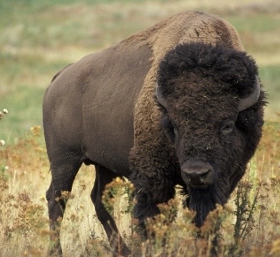 <p>Genus,species and habitat?</p>
