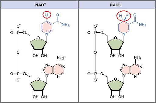 <p>dinucleotide</p><p>1) has 1 hydrogen at top</p><p>2) NADH has 2 H’s at the top</p>