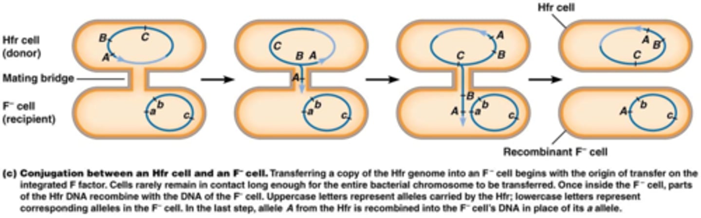 <p>Neen, er wordt een transiënte voortplantingsbrug gevormd dus niet het volledige genoom gaat overdragen worden. De cel kan een Hfr cel worden indien de F-factor wordt overgedragen.</p>