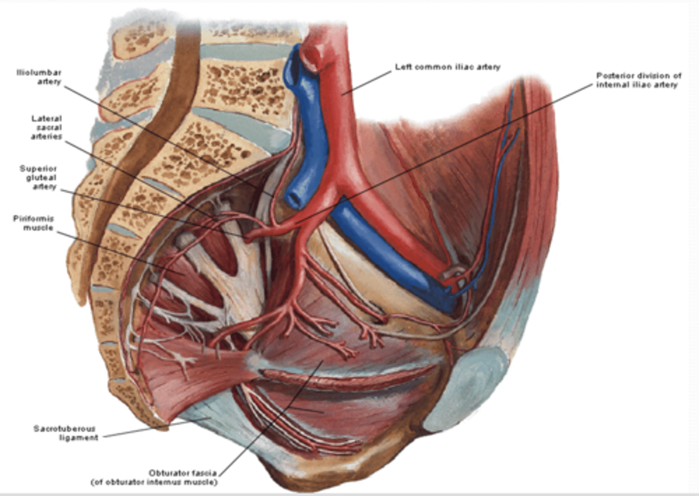 <p>What are the POSTERIOR division arteries of the pelvis? (3) </p>