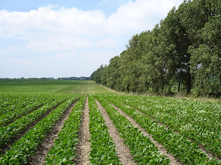 <p>barrera contra el viento</p>