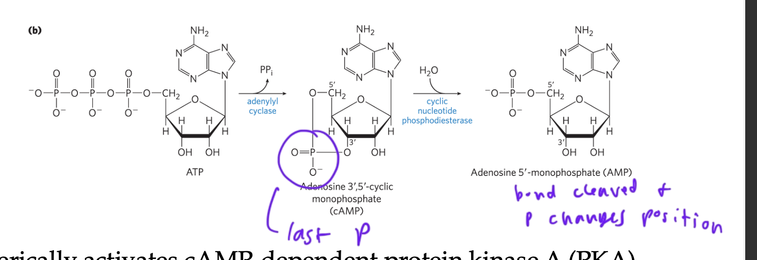 <p>adenosine-monophosphate</p><ul><li><p>the location of the P changes since a bond it was attached to got cleaved</p></li></ul><p></p>