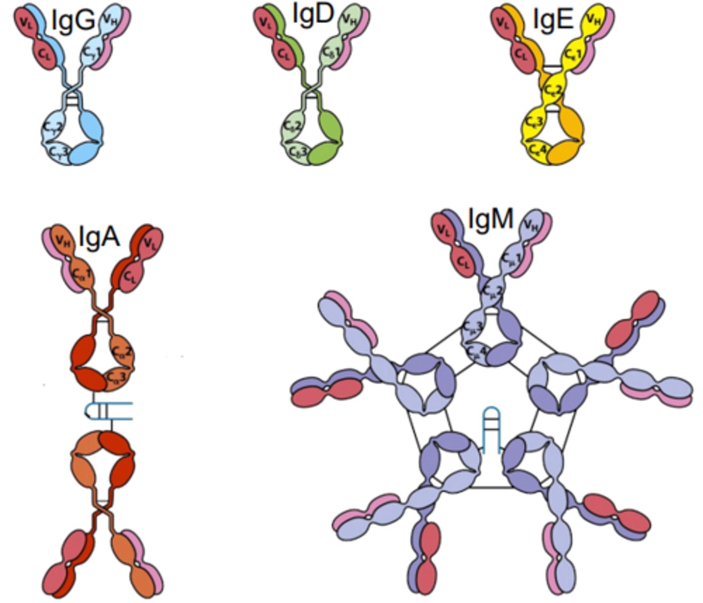 <p>IgM<br>IgG<br>IgA<br>IgD<br>IgE</p>