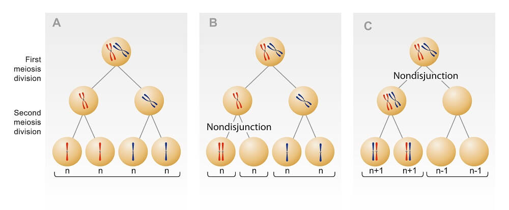 <p><mark data-color="unset" style="background-color: unset; color: inherit;">the failure of chromosomes or sister chromatids to separate correctly during cell division, either meiosis or mitosis</mark><span><span>. This error leads to daughter cells with an incorrect number of chromosomes, resulting in conditions like Down syndrome when an extra chromosome is inherited by a gamete.</span></span></p>