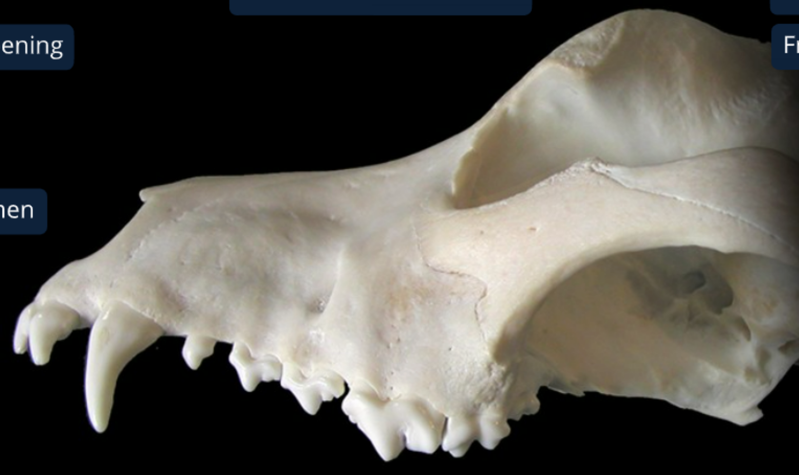 <ol><li><p>nasal bone</p></li><li><p>incisive bone: supports incisiors in alveoli, forms rostral end of nasal cavity w/ hard palate</p></li><li><p>infraorbital foramen: opening of infraorbital canal (has nerves &amp; BV to supply upper lips &amp; nostrils)</p></li><li><p>lacrimal bone: by median corner of the eye. this is where nasolacrimal duct starts</p></li><li><p>zygomatic bone/temporal process of zygomatic bone(?): lateral to zygomatic saliv gland</p></li><li><p>orbit: eye socket, globe sits in it</p></li></ol><p></p>