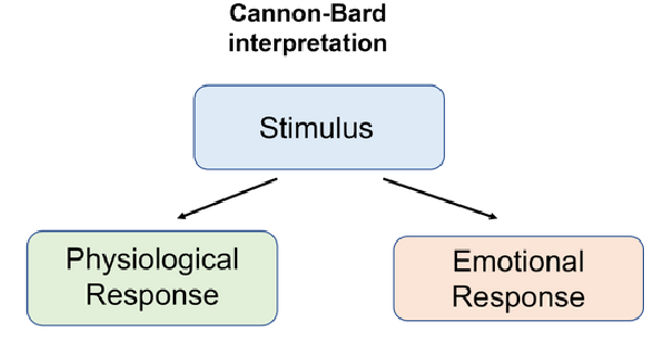 <p>Stimulus → Physiological response + emotional response</p><ul><li><p>see something arousing (lion), exhibits the physiological and emotional response simultaneously&nbsp;</p></li></ul><p></p>