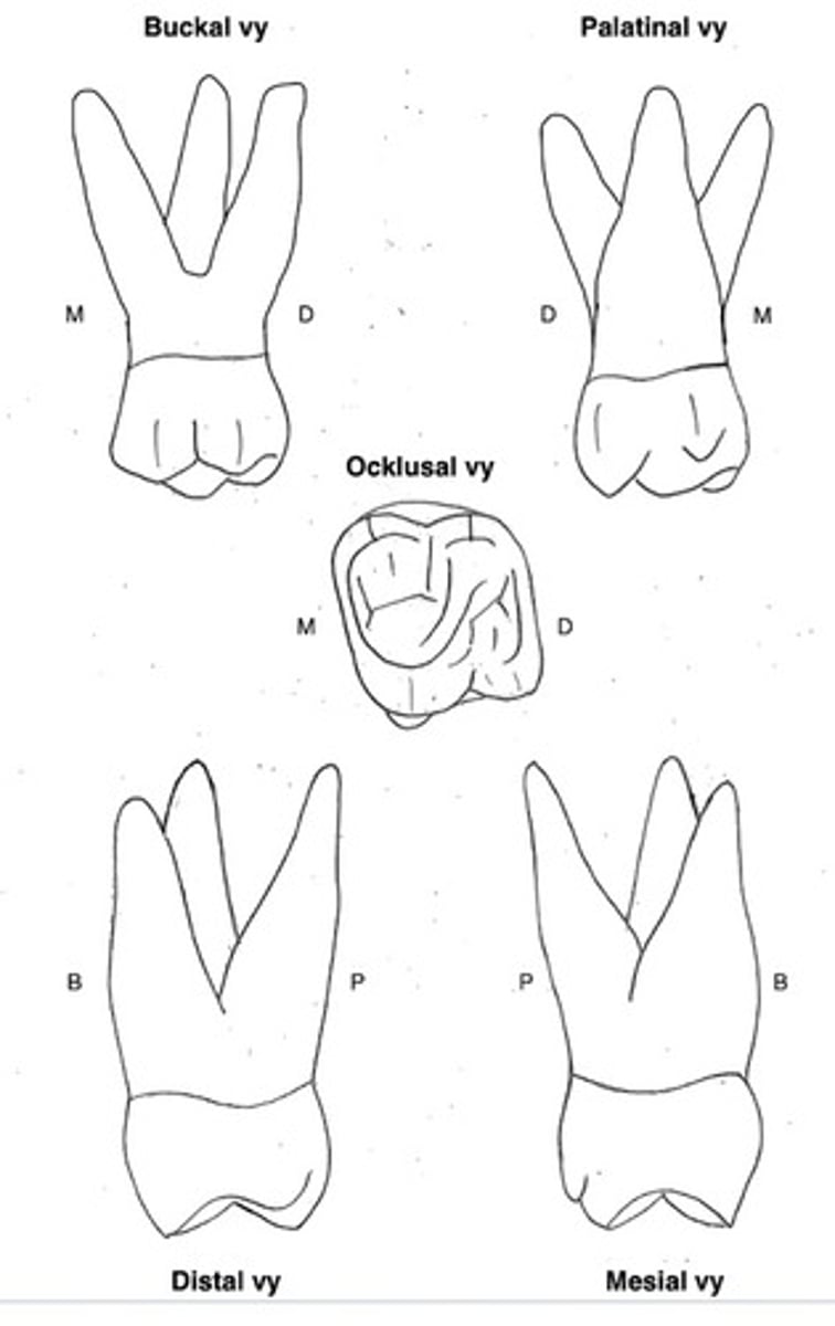 term image