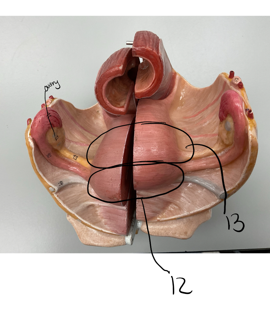 <p>13</p>