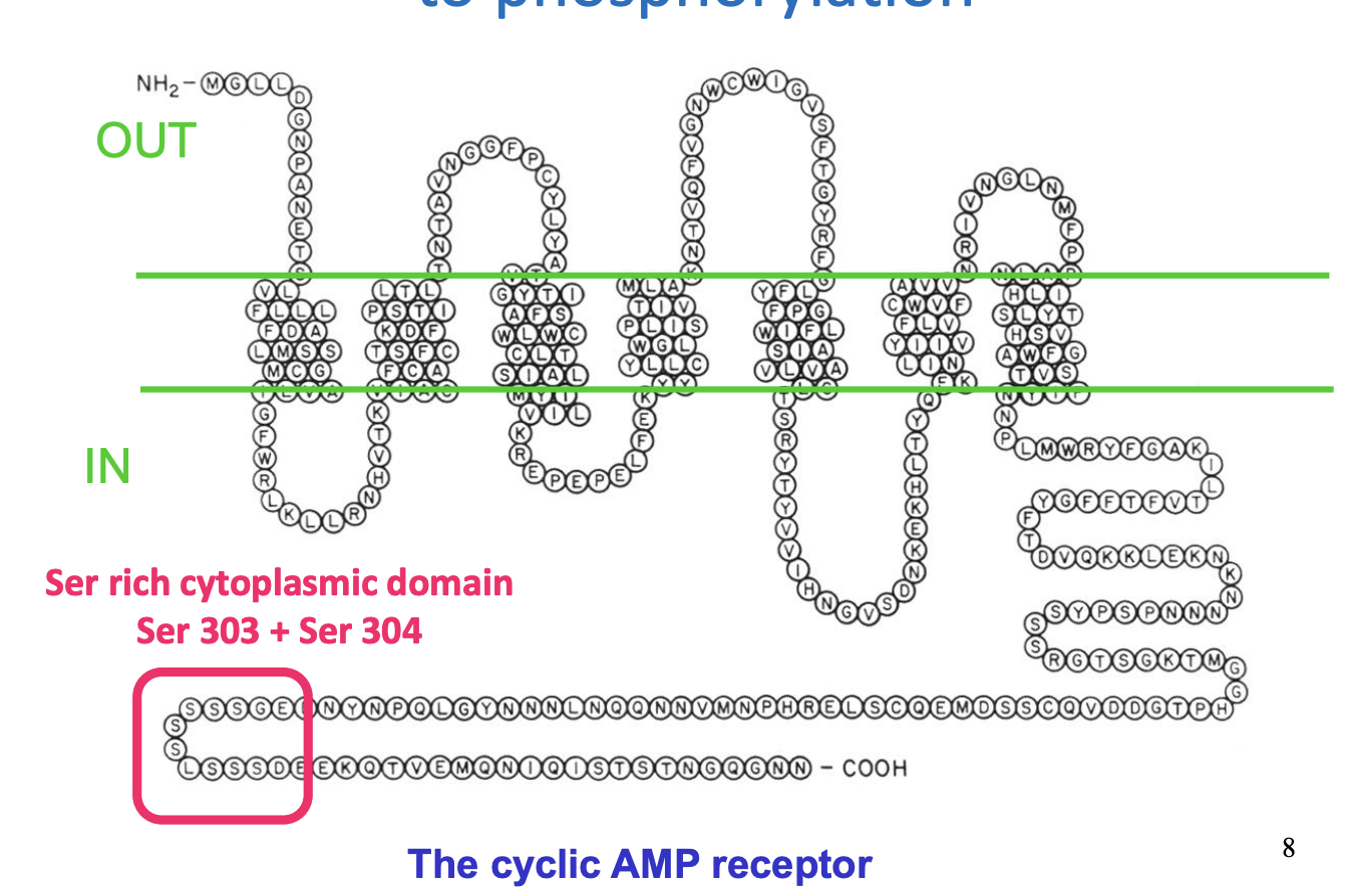 <ul><li><p>Phosphylation→ can bind cAMP</p></li><li><p>Desphosphylation→ cannot bind cAMP</p></li></ul><p></p>