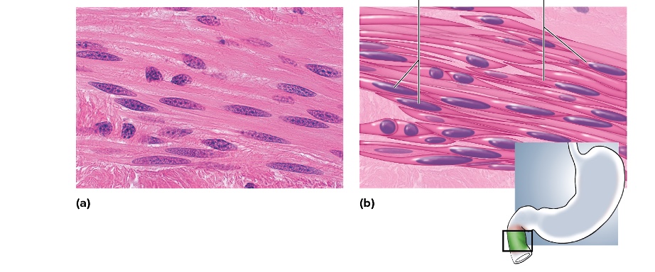 <p>location of smooth muscle</p>