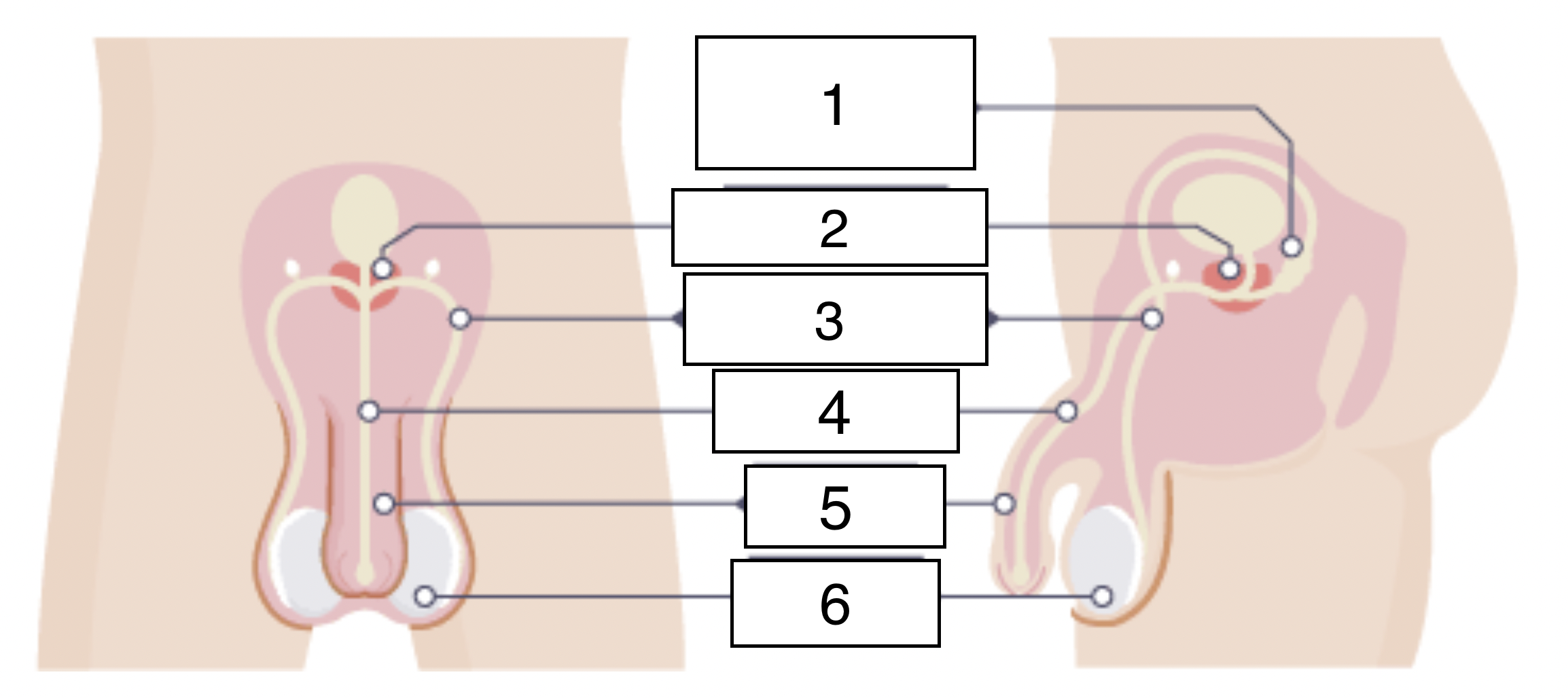 <p>Name 1,2,3,4,5 and 6</p>