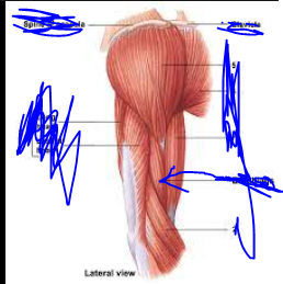 <p>Origin - Humerus </p><p>Insertion - Ulnar tuberosity </p><p>Action - Flexion at elbow </p>