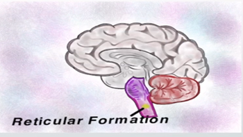 <p>brain stem - runs from myelencephalon to mesencephalon</p><ul><li><p>critical for arousal, wakefulness, attention, sleep</p></li><li><p>damage to this region can be critical/fatal</p></li></ul><p></p>