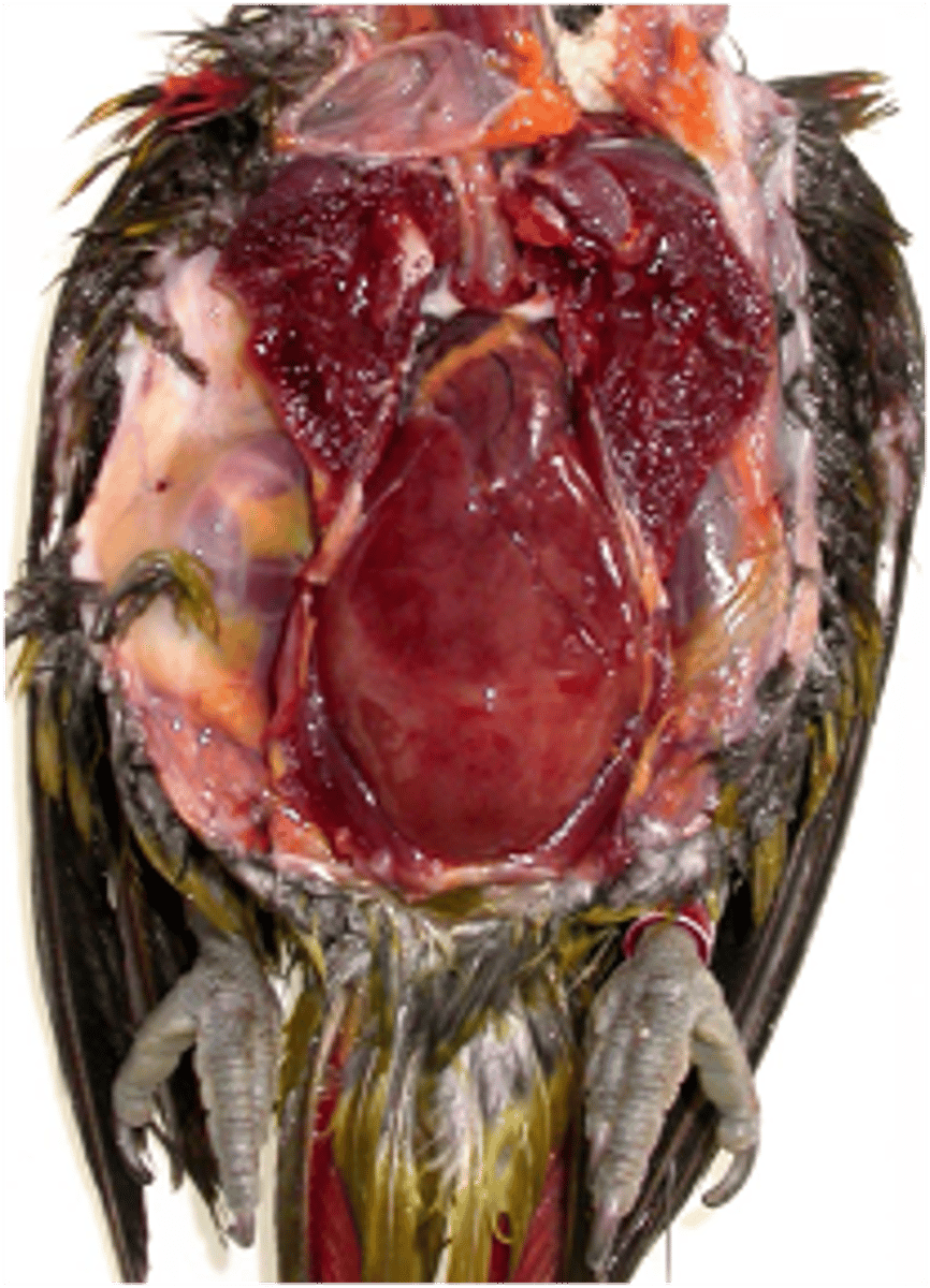 <p>the pathology present in this chicken shows that it likely suffered from what condition</p>