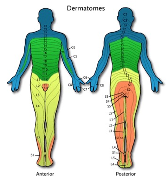<ul><li><p>Cutaneous area receiving the greater part of its innervation from a single spinal nerve</p></li></ul><p></p>