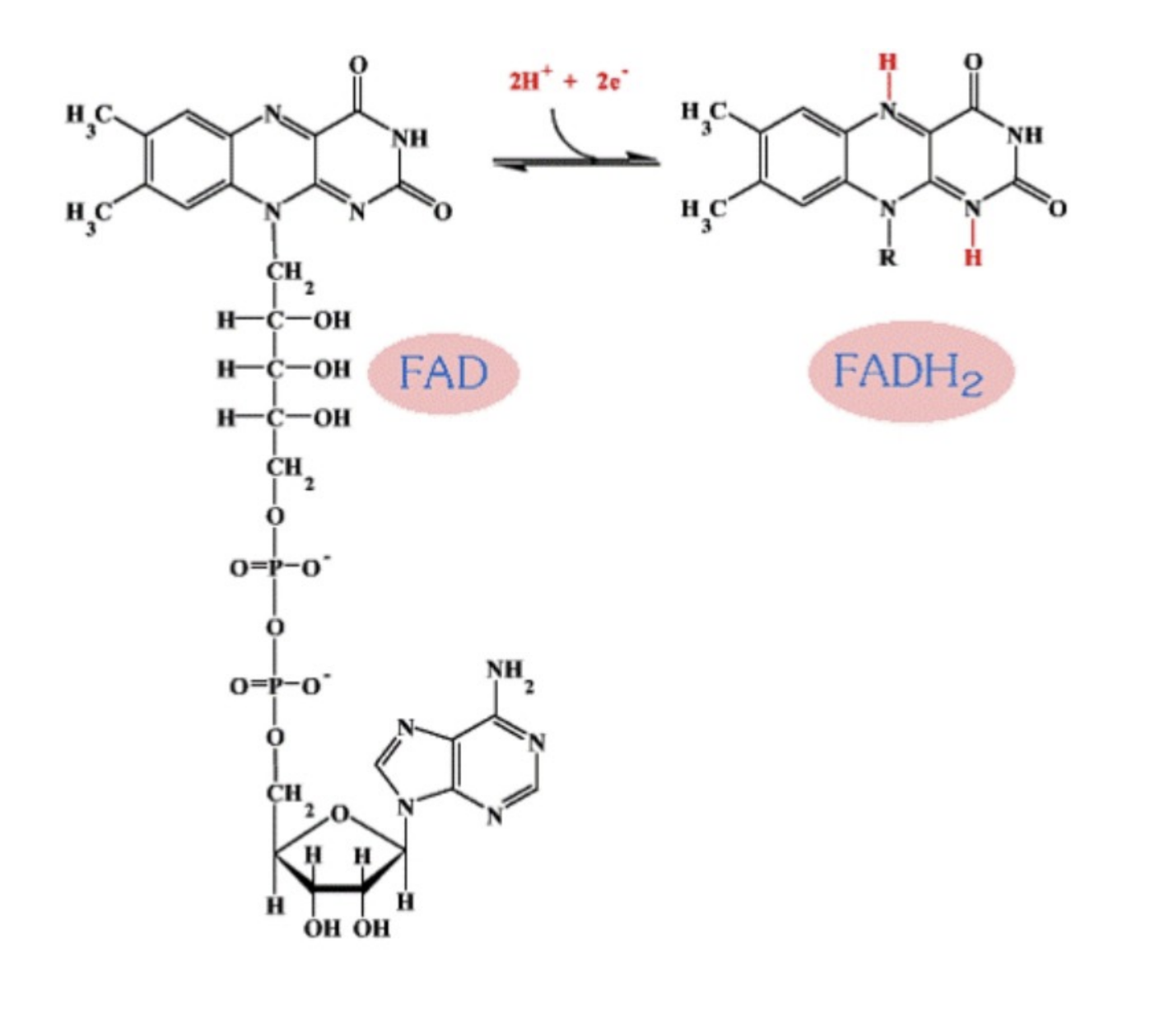 <p><strong>FAD là coenzyme có thể bị khử thành:</strong></p><p>A. NADH</p><p>B. FMN</p><p>C. FADH₂</p><p>D. ATP</p>