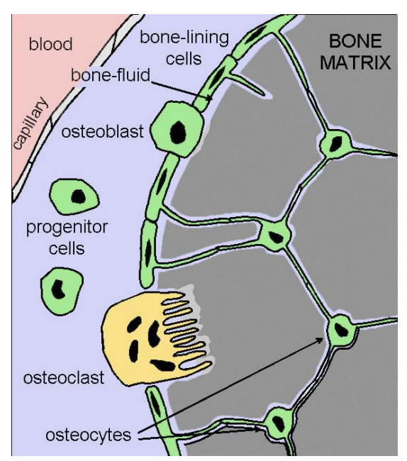 <ul><li><p>connected by long processes</p></li><li><p>running in tiny canals throughout the bone</p><ul><li><p>→ form continuous network of very large surface area</p></li><li><p>running throughout the bone</p></li><li><p>over its surface</p></li></ul></li><li><p>they separate<strong> bone fluid</strong>&nbsp;adjacent to the bone surface</p></li></ul><p></p>