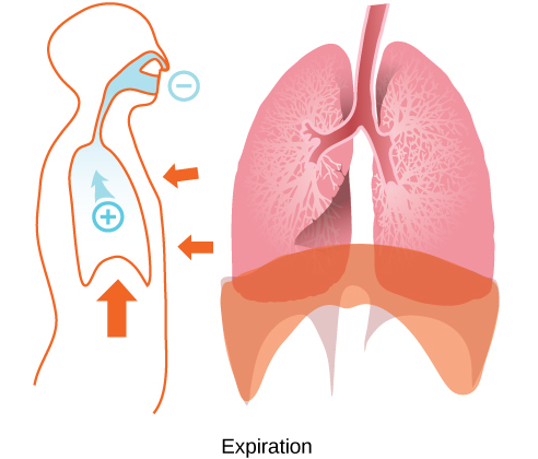 Expiration = exhalation = breathing out.

The process that causes air to leave the lungs.