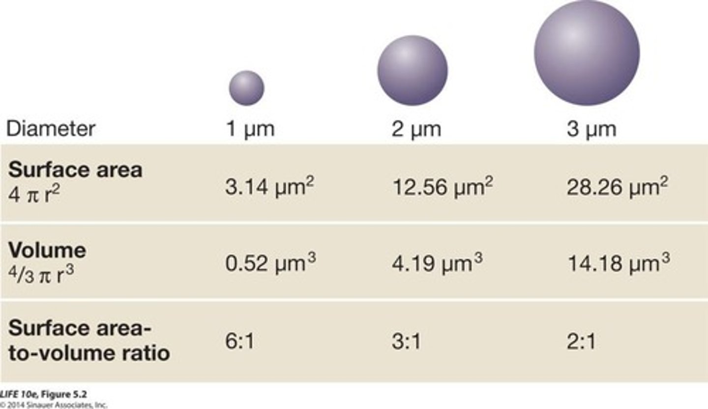 <p>Limits cell size for efficient function.</p>