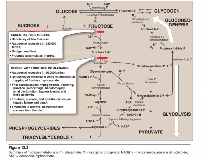 <ol><li><p>sucrose becomes either fructose or glucose </p></li></ol><p></p>