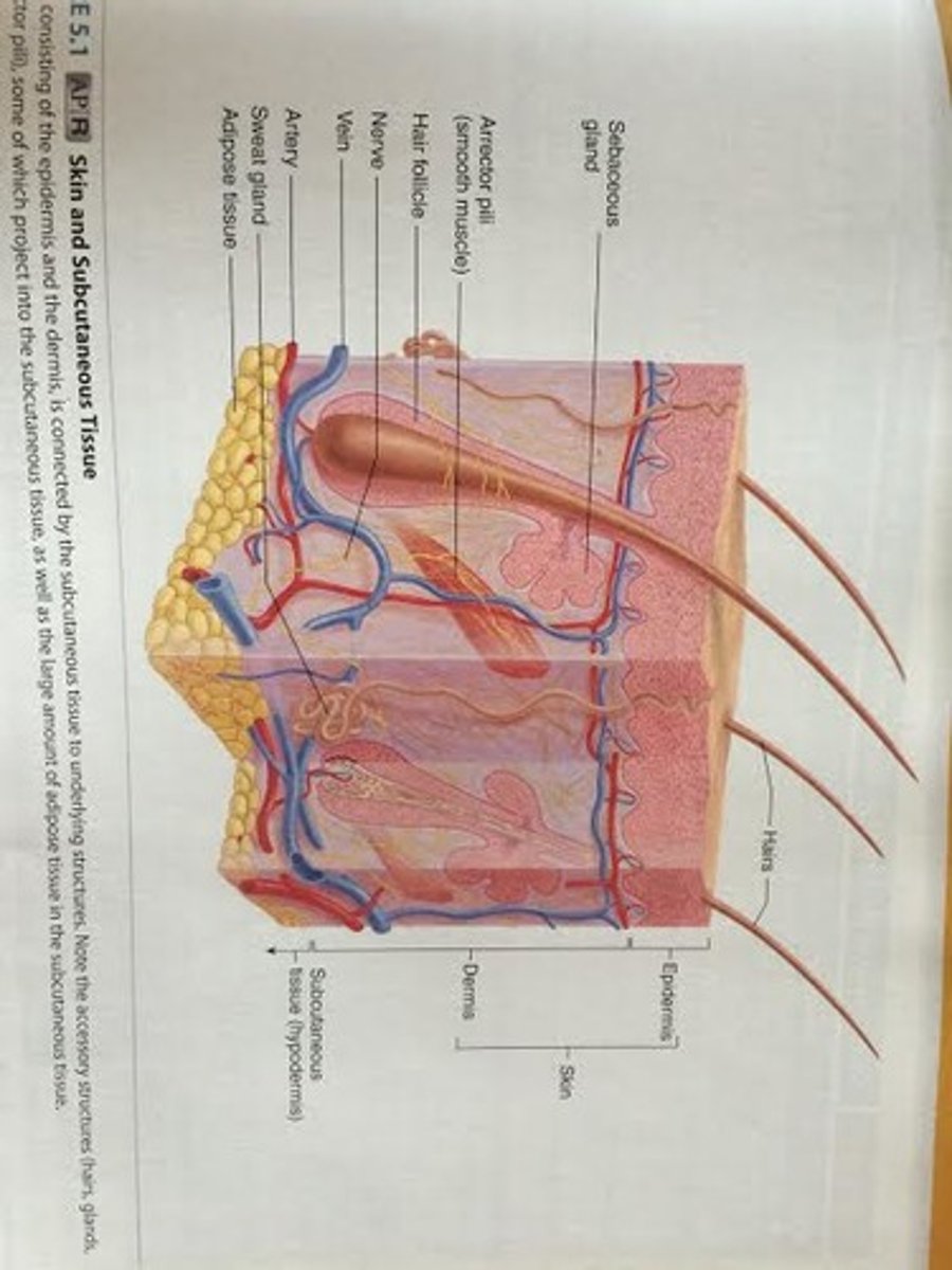 <p>1. Epidermis</p><p>2. Dermis- contains nerve endings, hair follicles, smooth muscles, glands, and lymphatic vessels</p><p>3. Hypodermis</p>