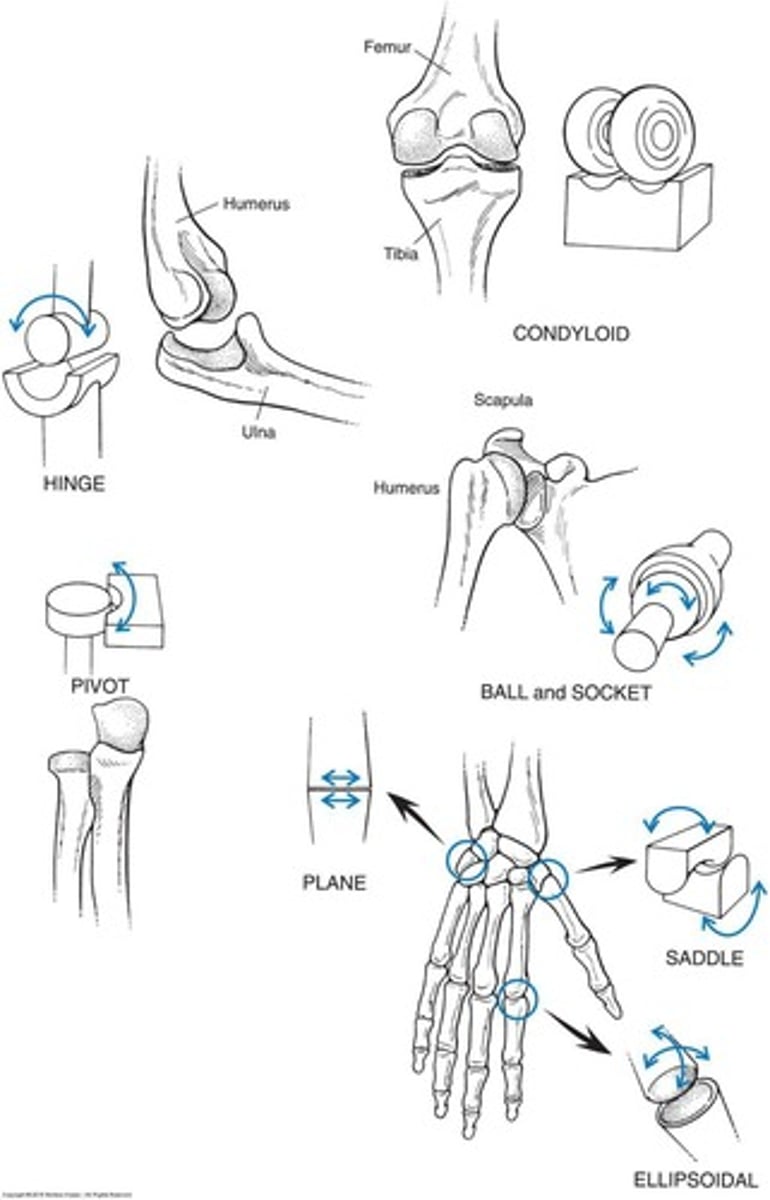 <p>Freely movable joints, also known as synovial joints.</p>