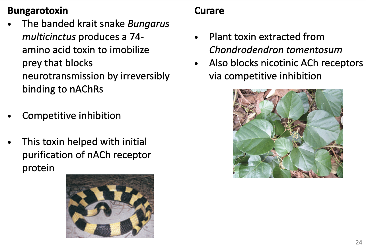<ul><li><p><strong>Bungarotoxin</strong></p><ul><li><p>From banded krait snake (<em>Bungarus multicinctus</em>), 74-amino acid toxin</p></li><li><p><strong>Irreversibly binds nAChRs</strong> → blocks neurotransmission</p></li><li><p><strong>Competitive inhibitor</strong></p></li><li><p>Used for <strong>initial purification of nACh receptor protein</strong></p></li></ul></li></ul><ul><li><p><strong>Curare</strong></p><ul><li><p>Plant toxin from <em>Chondrodendron tomentosum</em></p></li><li><p><strong>Blocks nAChRs</strong> via <strong>competitive inhibition</strong></p></li></ul></li></ul><p></p>